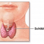 Ganzheitliche Therapie bei Hashimoto Schilddrüse